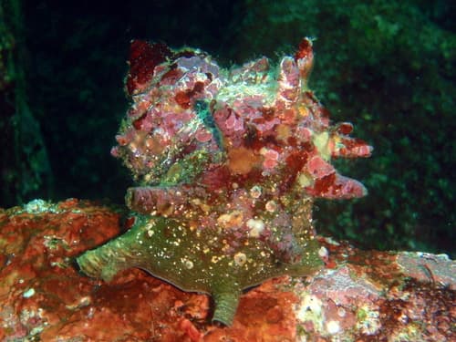 Japanese Turbo Snail