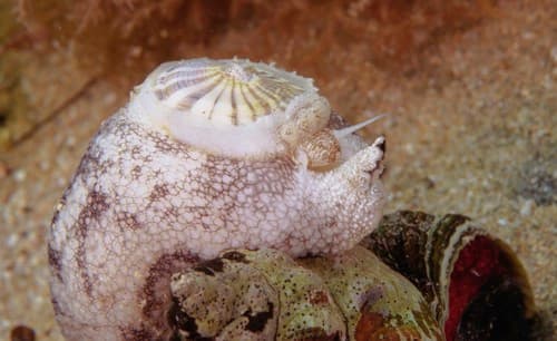 Javan Keyhole Limpet