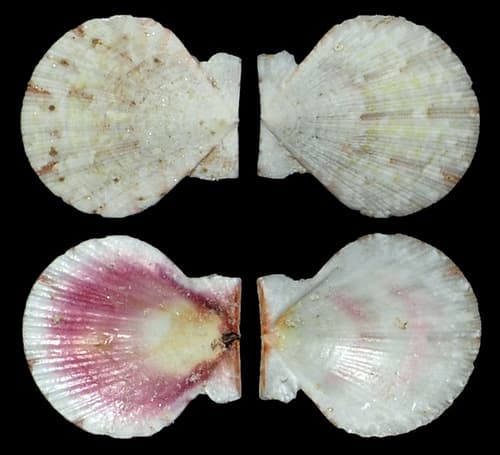 Juxtamusium coudeini