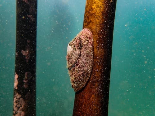 Kelp Limpet
