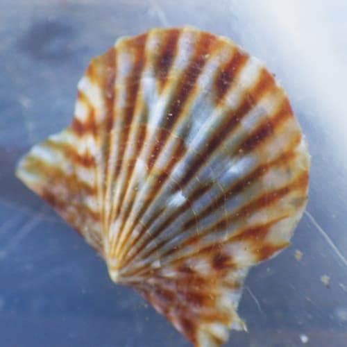 Kelp Scallop