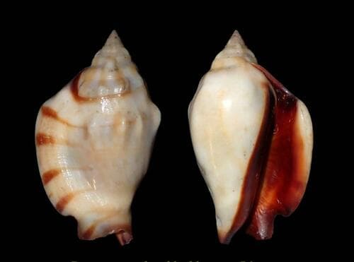 Kleckham's conch