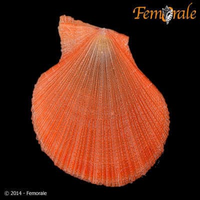 Laevichlamys cuneata