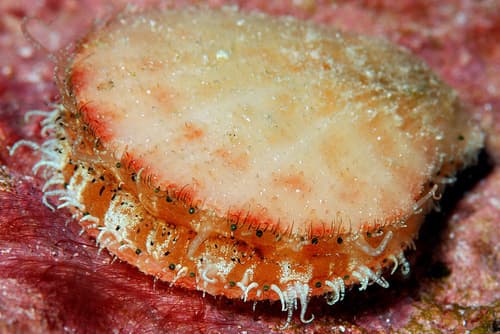 Laevichlamys limatula