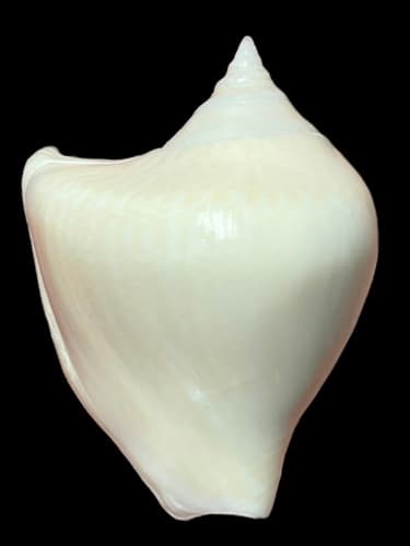 Laevistrombus guidoi