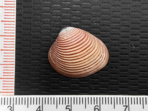 Lamelliconcha vinacea