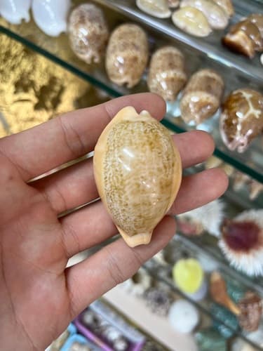 Langford's cowrie