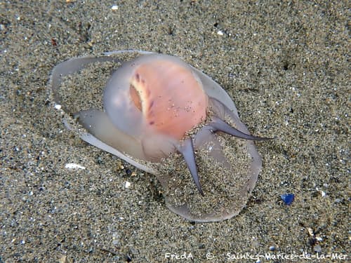 Large Necklace Shell