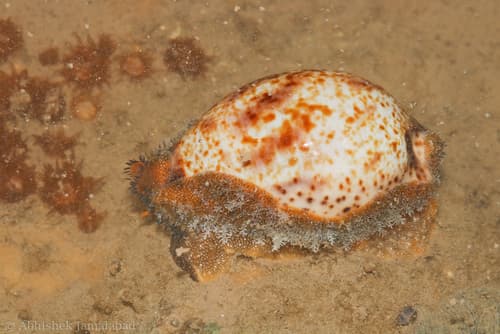 Lentiginous cowrie