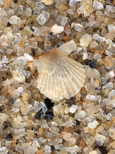 Leptopecten bavayi