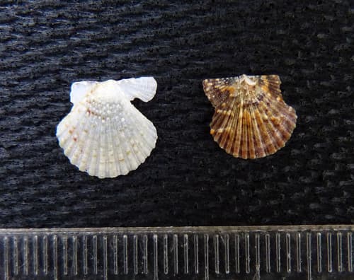 Leptopecten velero