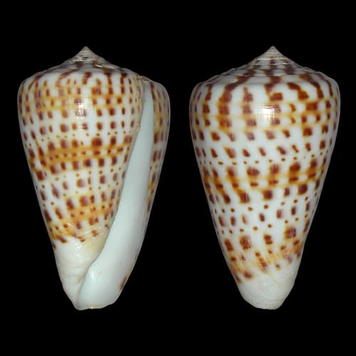 lesser butterfly cone