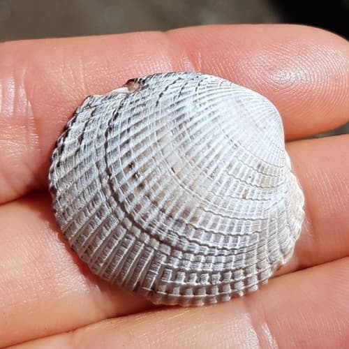 Leukoma columbiensis