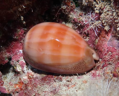 Leviathan Cowry