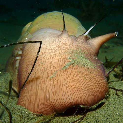 Lewis's Moon Snail