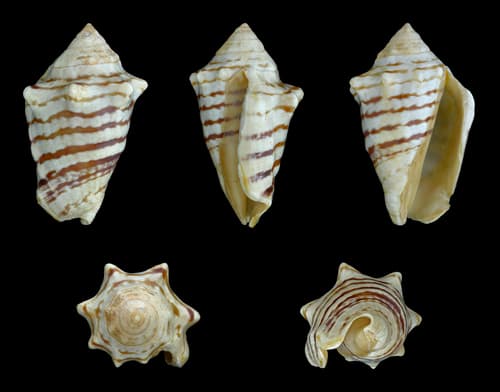 Lined conch