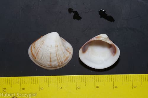 Lioconcha trimaculata