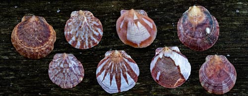 Lissochlamys exotica