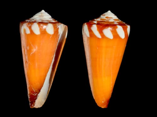 Lithograph Cone