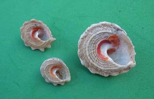 Lithopoma brevispina