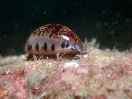 little Arabian cowrie