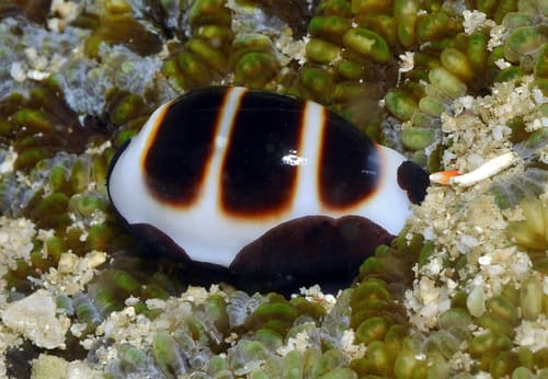 Little Ass Cowry
