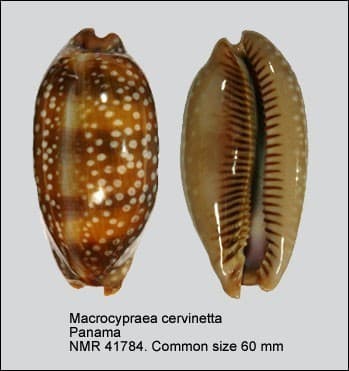 Little Deer Cowry