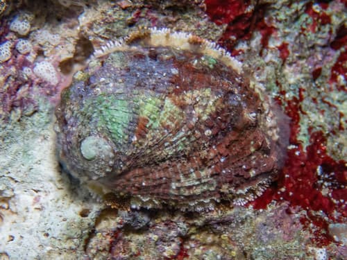 Lord Howe Abalone