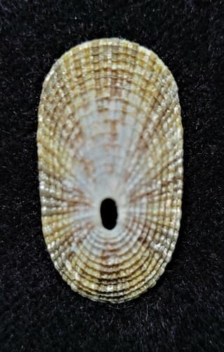 Lucapina aegis