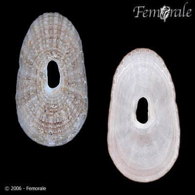 Lucapinella limatula