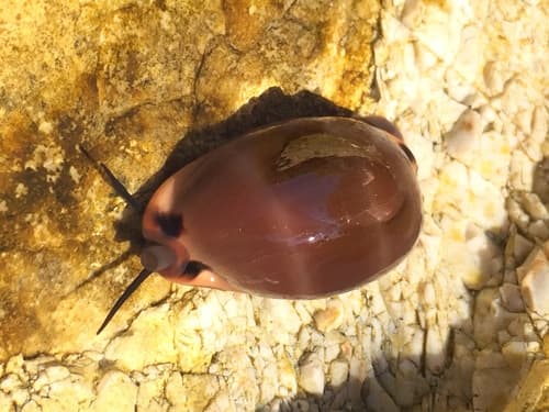 Lurid Cowry