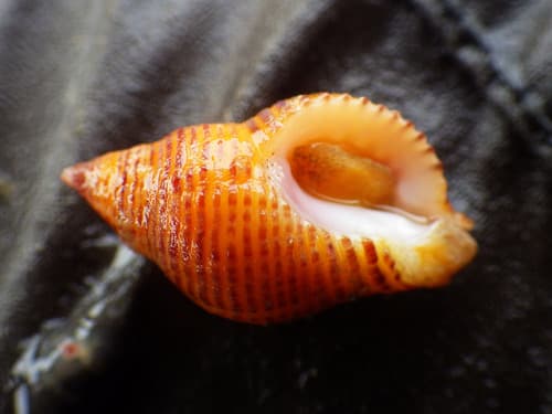 Lurid Rocksnail