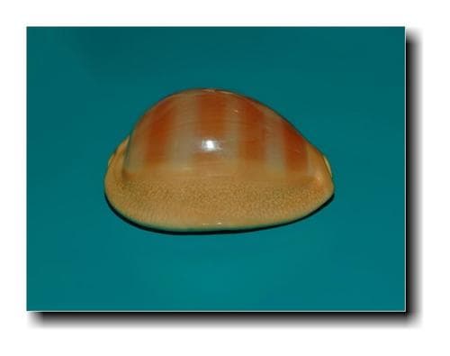 Lyncina sulcidentata