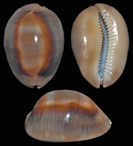Lyncina ventriculus