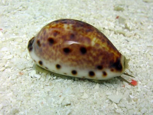 Lynx Cowry