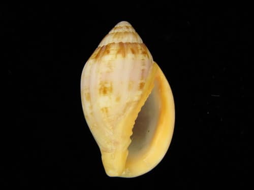 Lyria cassidula