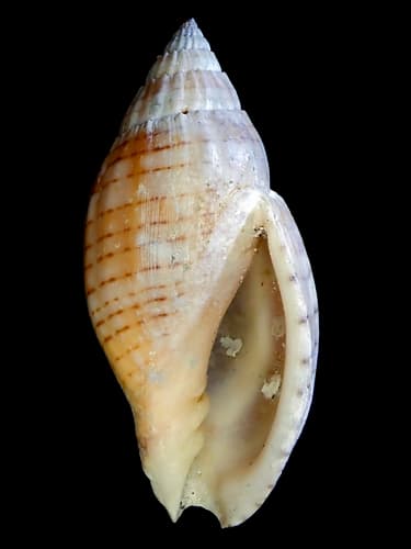 Lyria deliciosa