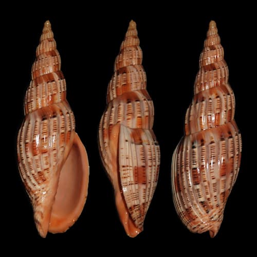 Lyria lyraeformis