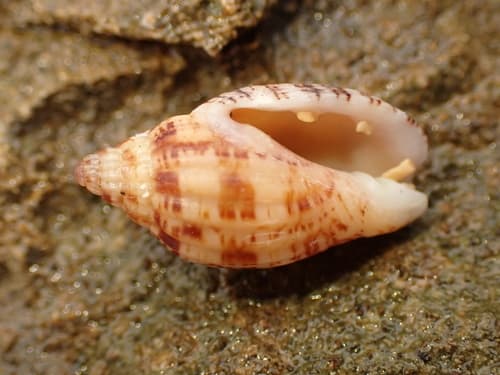 Lyria pattersonia