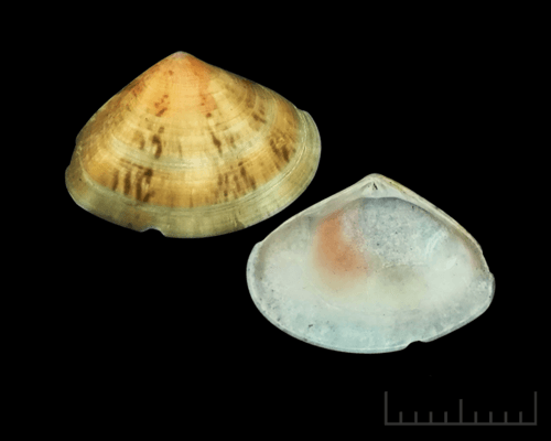 Macridiscus donacinus
