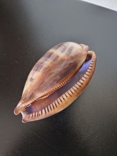 Macrocypraea mammoth