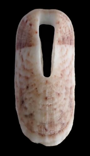 Macroschisma hiatula