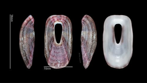 Macroschisma sinense