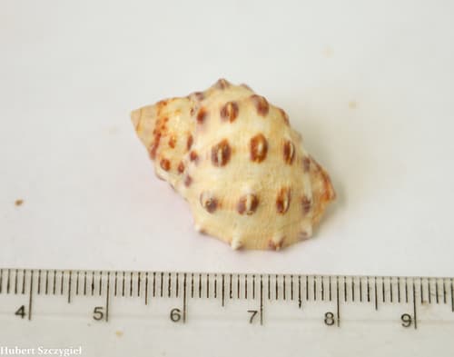 Mancinella echinulata