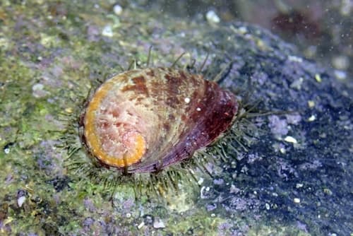 Many-coloured Abalone