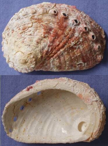 many-holed abalone
