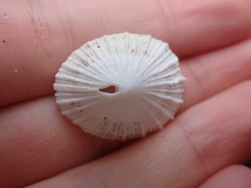 Many-rib Puncturella