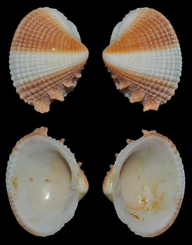 Marica Venus