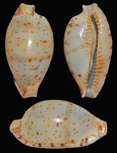 Martin's cowrie