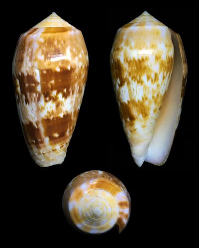 Mascarene Cone